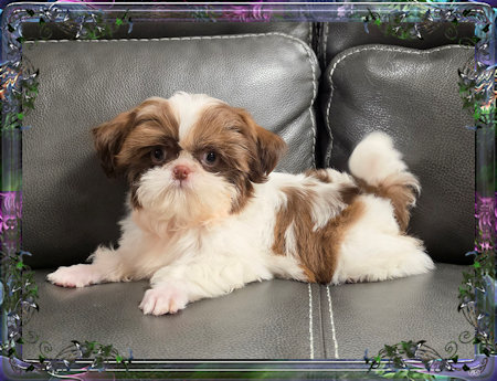 Tiny little male chinese imperial shih tzu puppies for sale teacup